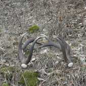 parička 2