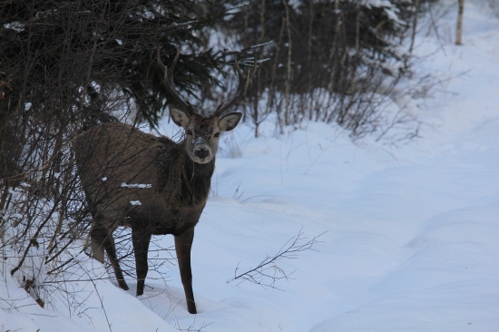 pohľadný mládenec