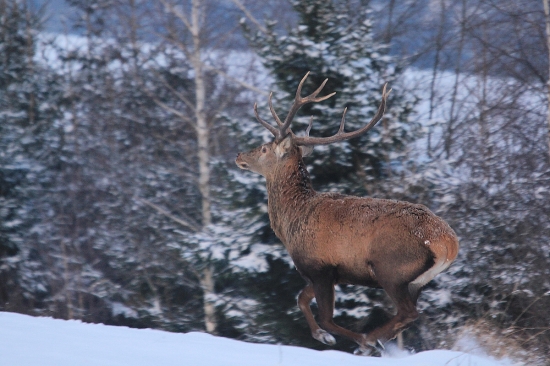 troška sa ponáhľal