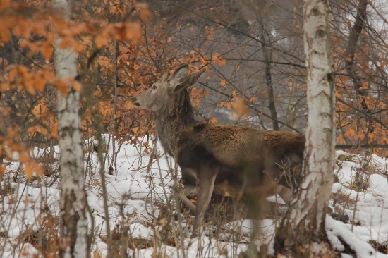 väčšie uši ako špice