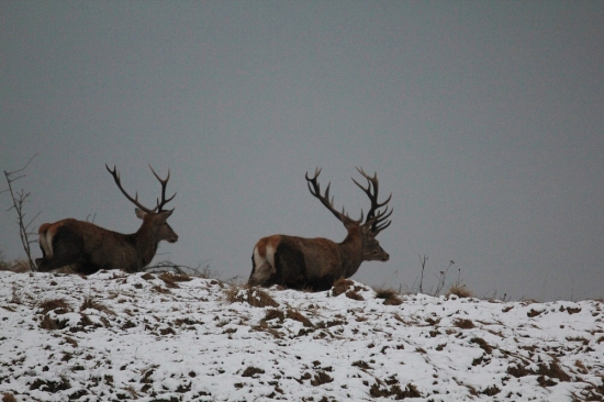 skoro sa im parohy pomotali