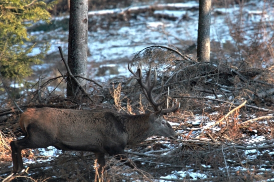 kráľ našich vrchov