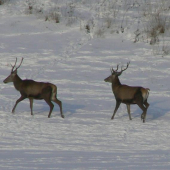 mládenci na prechádzke