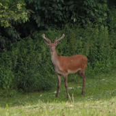 jelenček
