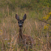 v lúčoch zapadajúceho slnka