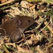 hraboš