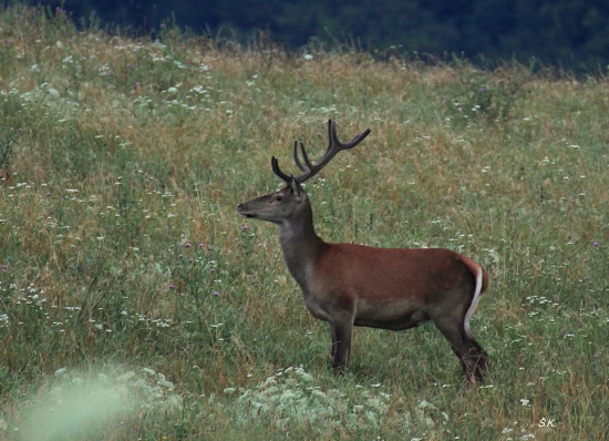 jelenček