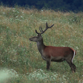 jelenček