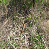 namiesto jelenieho srnčí