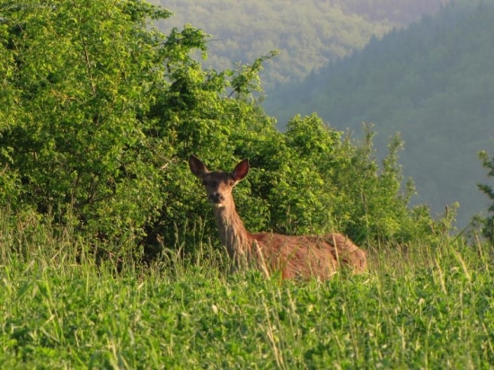 laň