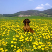 CIRO