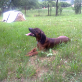 CIRO