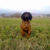 CIRO
