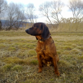 CIRO