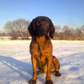 Ciro