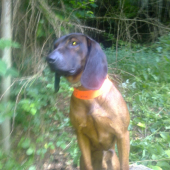 CIRO