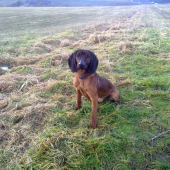 CIRO