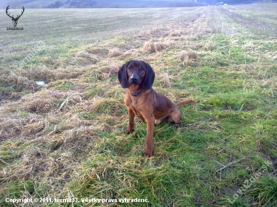 CIRO