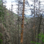 ...a až lykožrút skončí...