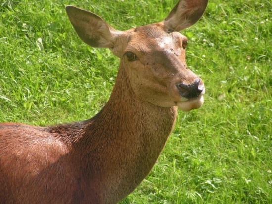 nemáš po ruke mucholapku?....