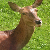 nemáš po ruke mucholapku?....
