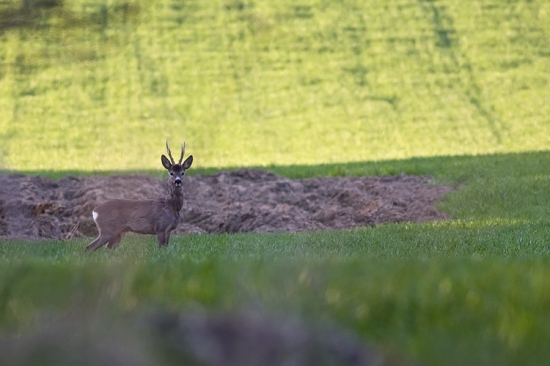 srnec lesný (Capreolus capreolus)