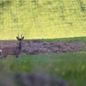 srnec lesný (Capreolus capreolus)