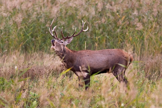 Jeleň lesný (Cervus elaphus)