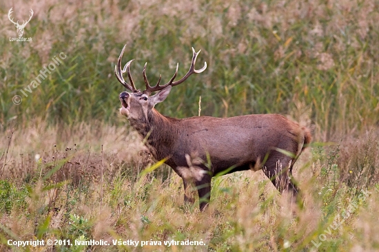 Jeleň lesný (Cervus elaphus)