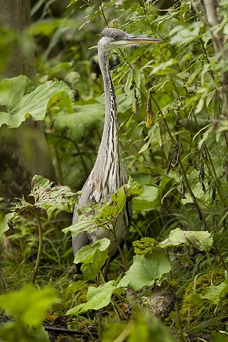 volavka