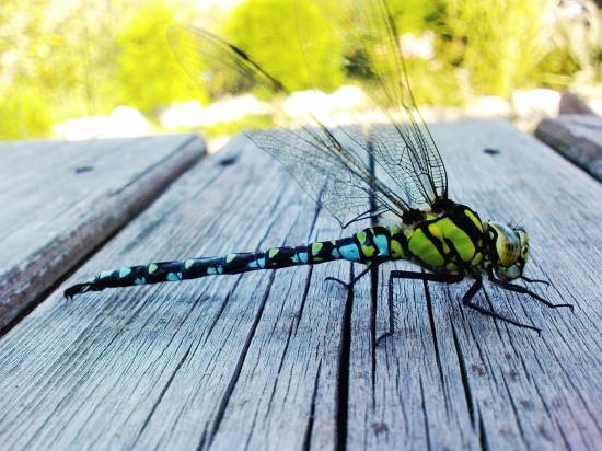 Predchodca vrtuľníka