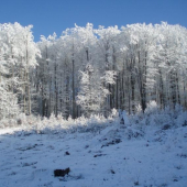 Krása zimnej prírody