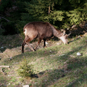 V prvých ranných lúčoch