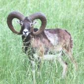 Muflón