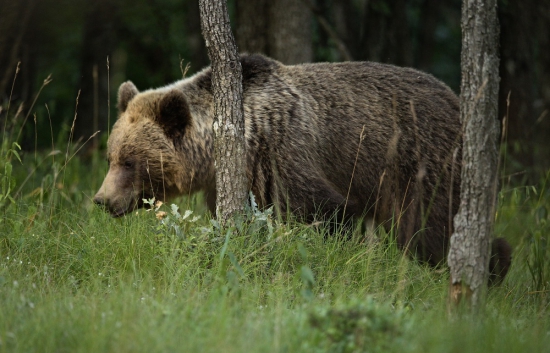 Prvé stretnutie s medveďom