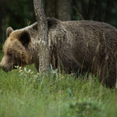 Prvé stretnutie s medveďom
