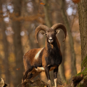 Baran