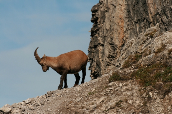 Steinbock