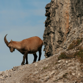 Steinbock