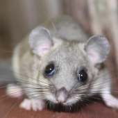 Návšteva na posede