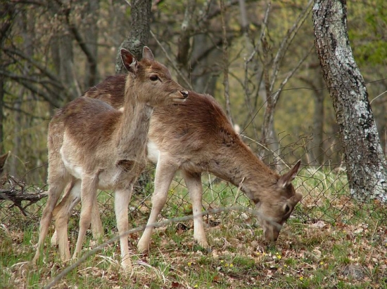 Dančie