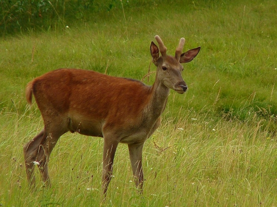 špicák
