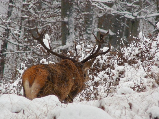 keď zasneženou bučinou šiel