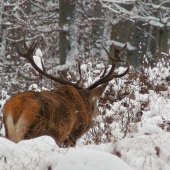 keď zasneženou bučinou šiel