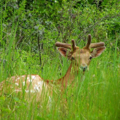 pohodička v trávičke