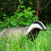 podvečerné prekvapenie