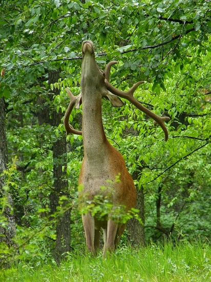 žirafa