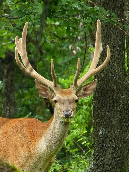 lykač