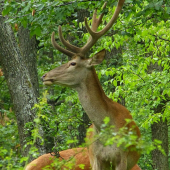 s korunami v korunach