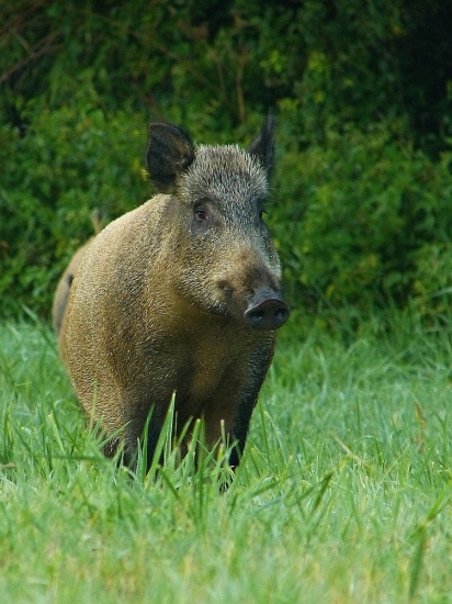 bachyňa